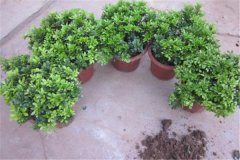 米蘭盆栽怎么養(yǎng)，為你講解盆栽米蘭的關(guān)鍵技術(shù)