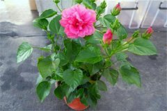 扶桑盆栽關(guān)鍵技術(shù) 重點(diǎn)解析盆栽扶?；ㄈ绾涡藜? /></a>
            <a href=