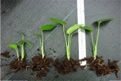 盆栽龜背竹花怎么養(yǎng)？龜背竹盆栽技術(shù)要點