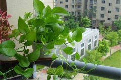 盆栽綠蘿怎么養(yǎng)才能更旺盛，請記住五個關(guān)鍵點(diǎn)