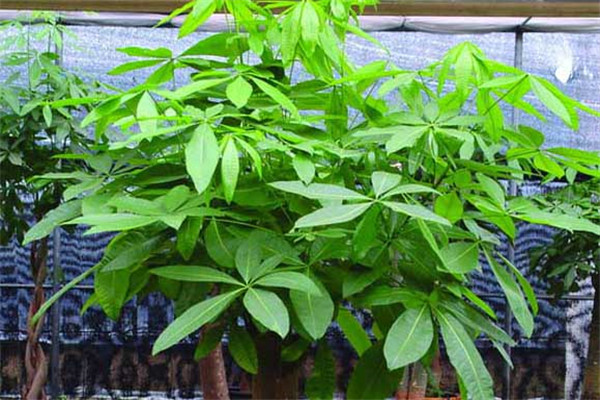 養(yǎng)殖發(fā)財(cái)樹如何澆水