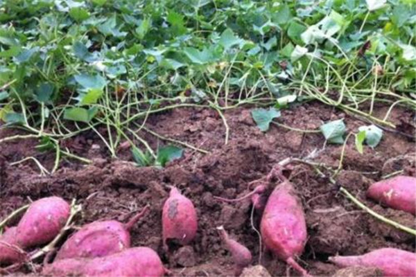 甘薯施肥方法