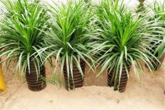 龍血樹的養(yǎng)殖方法和注意事項：盆土、澆水、修