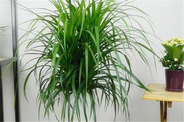 養(yǎng)殖龍血樹(shù)如何澆水