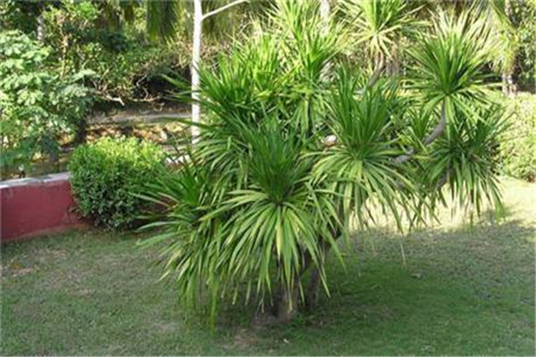 龍血樹(shù)的修剪問(wèn)題