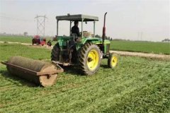 小麥旺長怎么辦？