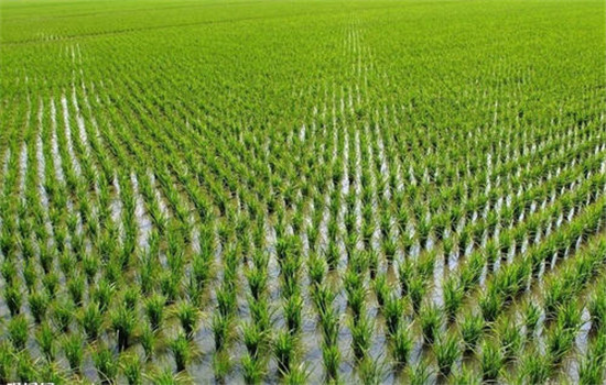 適時(shí)播插，培育壯秧