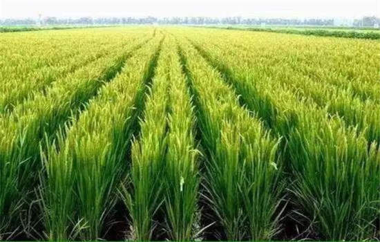 合理密植，插足基本苗