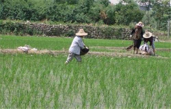 配方施肥，增施磷、鉀、肥