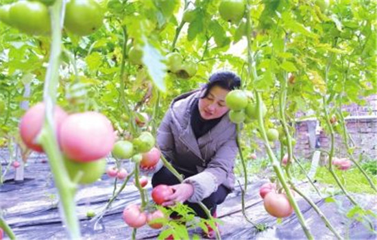 把握好早、中、晚熟品種的搭配