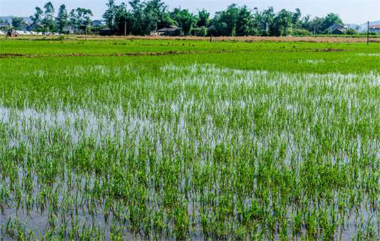 對氮、磷、鉀的需求量