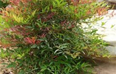 南天竹怎么養(yǎng)殖?告訴你南天竹是喬木還是灌木