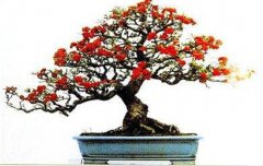 火棘如何盆栽？講述火棘種植的那些細(xì)節(jié)問題