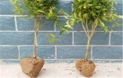 金橘盆栽怎么養(yǎng) 盆栽金桔的種植方法和管理要點(diǎn)