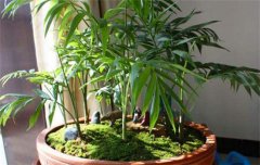 袖珍椰子盆栽技術(shù)：換土方法與澆水、施肥要點(diǎn)