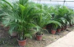 散尾葵好養(yǎng)嗎？散尾葵的養(yǎng)殖方法和注意事項