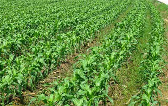 協(xié)調(diào)畝穗數(shù)、穗粒數(shù)和粒重的關(guān)系