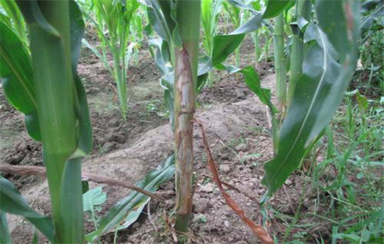 玉米紋枯病的防治技術