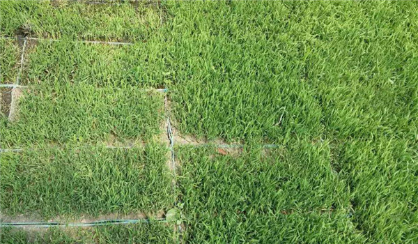 苗床的種類和設(shè)置