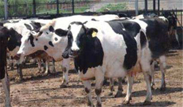 選購(gòu)奶牛，重視質(zhì)量