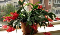 蟹爪蘭怎么養(yǎng)才是正確的 如何扦插、嫁接與施肥