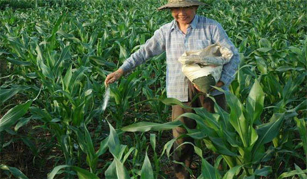 重施磷肥、巧施穗肥