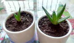 蘆薈怎么養(yǎng)才長得好、才能更旺盛？