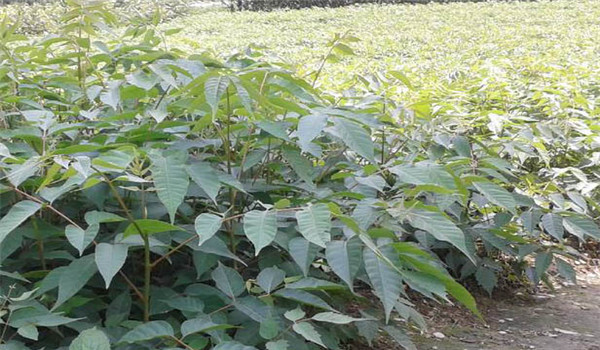 漆樹苗培育