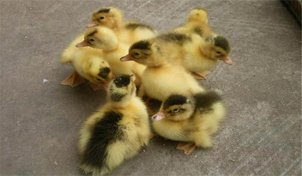 干溫飼料的搭配問(wèn)題