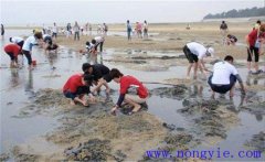 怎么抓螃蟹，告訴你抓螃蟹的五種方法