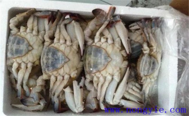 買(mǎi)的河蟹吃不完怎么保存