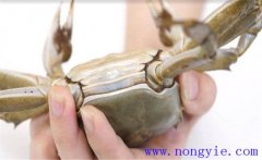 如何挑選河蟹、怎么保存 買來后能放多長時(shí)間