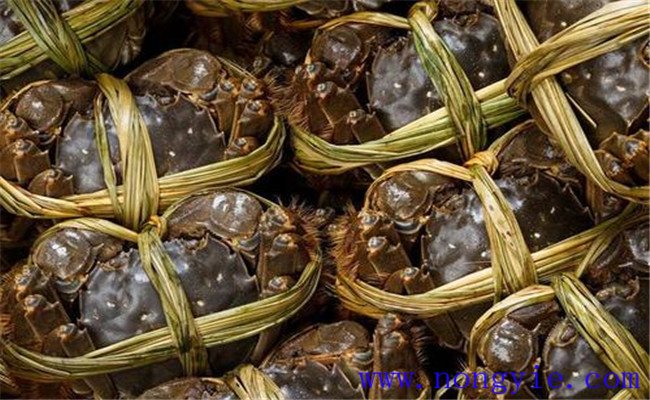 河蟹買(mǎi)來(lái)后能放多長(zhǎng)時(shí)間