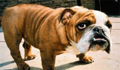 斗牛犬怎么訓(xùn)練定點(diǎn)大小便，如何正確飼養(yǎng)？