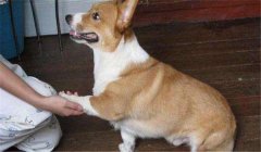 怎么訓(xùn)練狗狗臥下？犬“臥下”動(dòng)作的調(diào)教方法