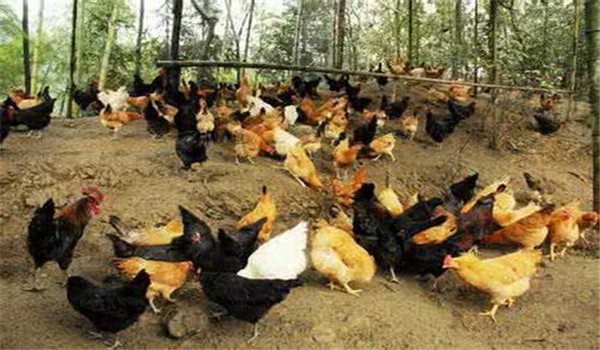 減少鈣、磷供應(yīng)