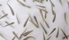 魚苗放養(yǎng)密度多少合適，需注意什么？