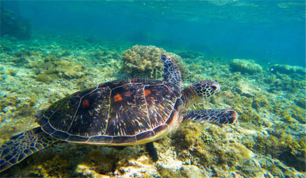 烏龜的自然繁殖