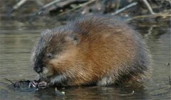 怎樣防治麝鼠巴氏桿菌病？