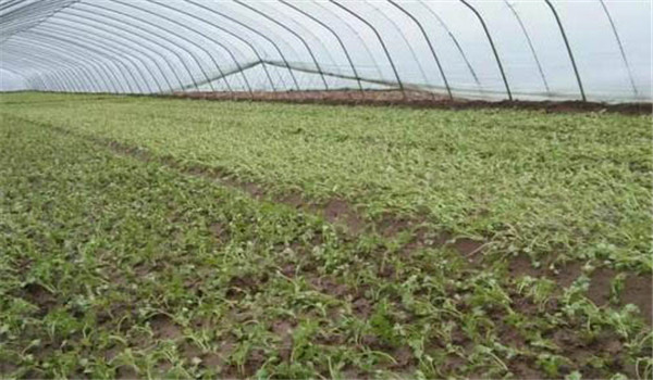 施肥、整地、定植