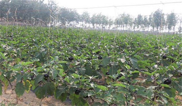 整廂、施肥、定植