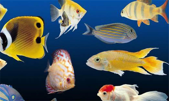 熱帶魚(yú)爛鰓病的防治