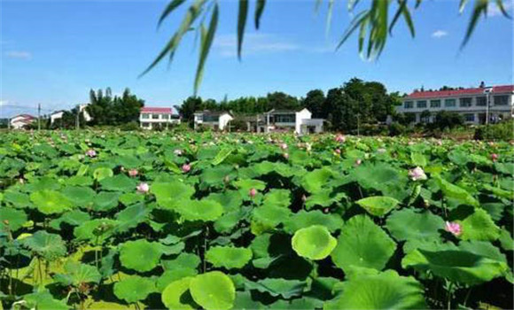 清老藕，調蓮鞭，摘老葉