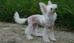 冠毛犬多少錢一只？怎樣選購與飼養(yǎng)中國冠毛犬