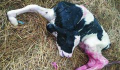 初生犢牛護理一般分幾步，包括哪些內容？