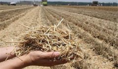 稻草還田的主要作用，對(duì)水稻和土壤有哪些好處