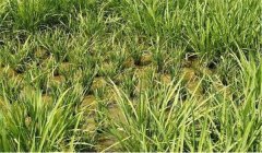 什么是僵苗，水稻僵苗是什么原因引起的?