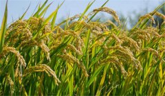 為什么說(shuō)農(nóng)作物白根有勁、黃根保命、黑根生病