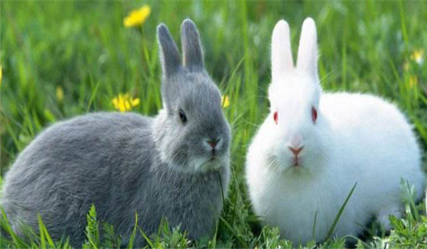 更換飼料、逐漸遞減