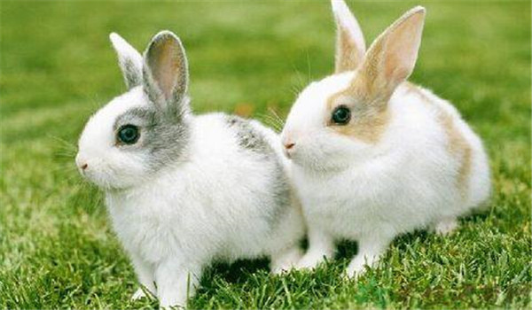 青料為主、精飼為輔